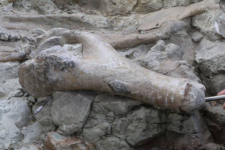 Fillerin Atası Çankırı’da çıktı! 9 milyon yıllık tarihi keşif - Resim: 15